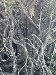 Comarostaphylis diversifolia diversifolia