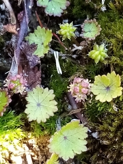 Hydrocotyle microphylla