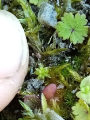 Hydrocotyle microphylla