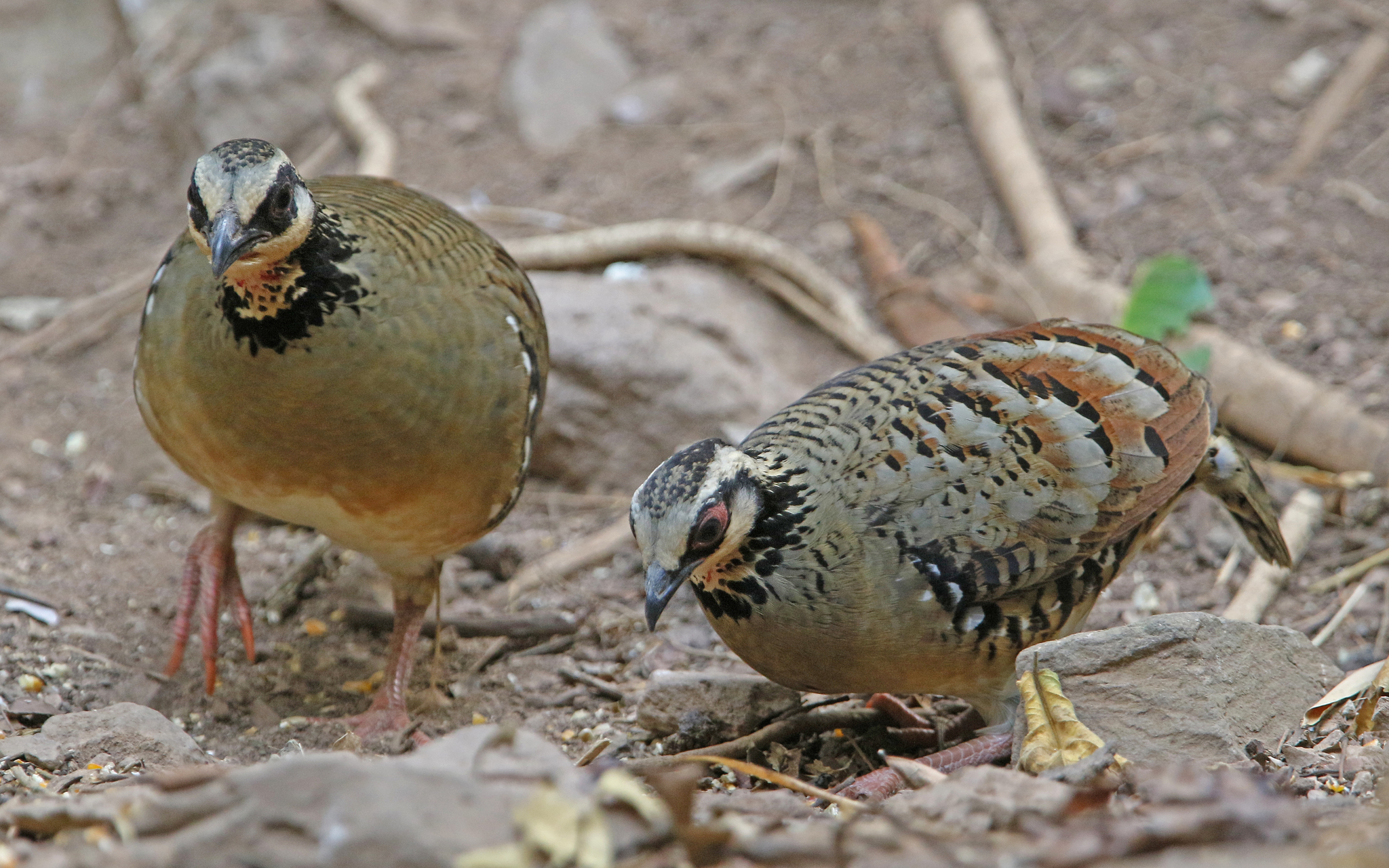 Bar-backed Partridge