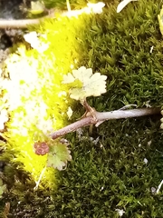 Hydrocotyle microphylla