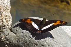 Adelpha phylaca