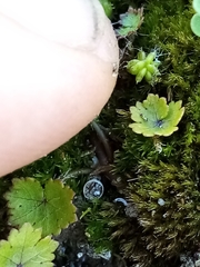 Hydrocotyle microphylla