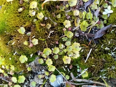 Hydrocotyle microphylla