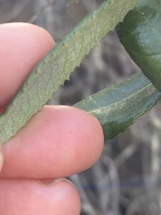 Comarostaphylis diversifolia diversifolia