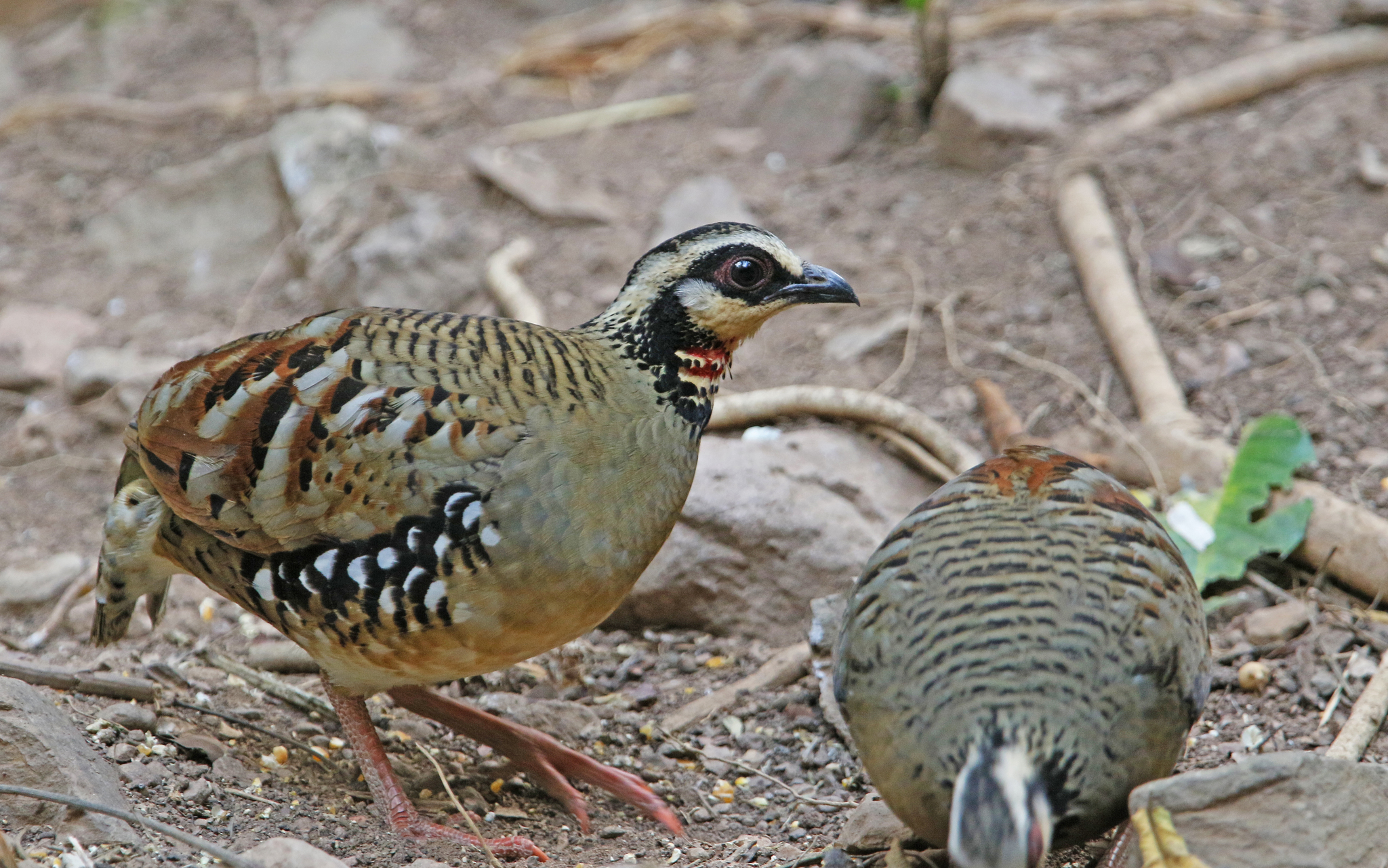 Bar-backed Partridge