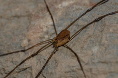 Nelima