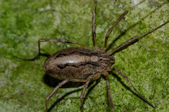 Odiellus troguloides