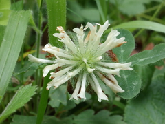Trifolium pignantii