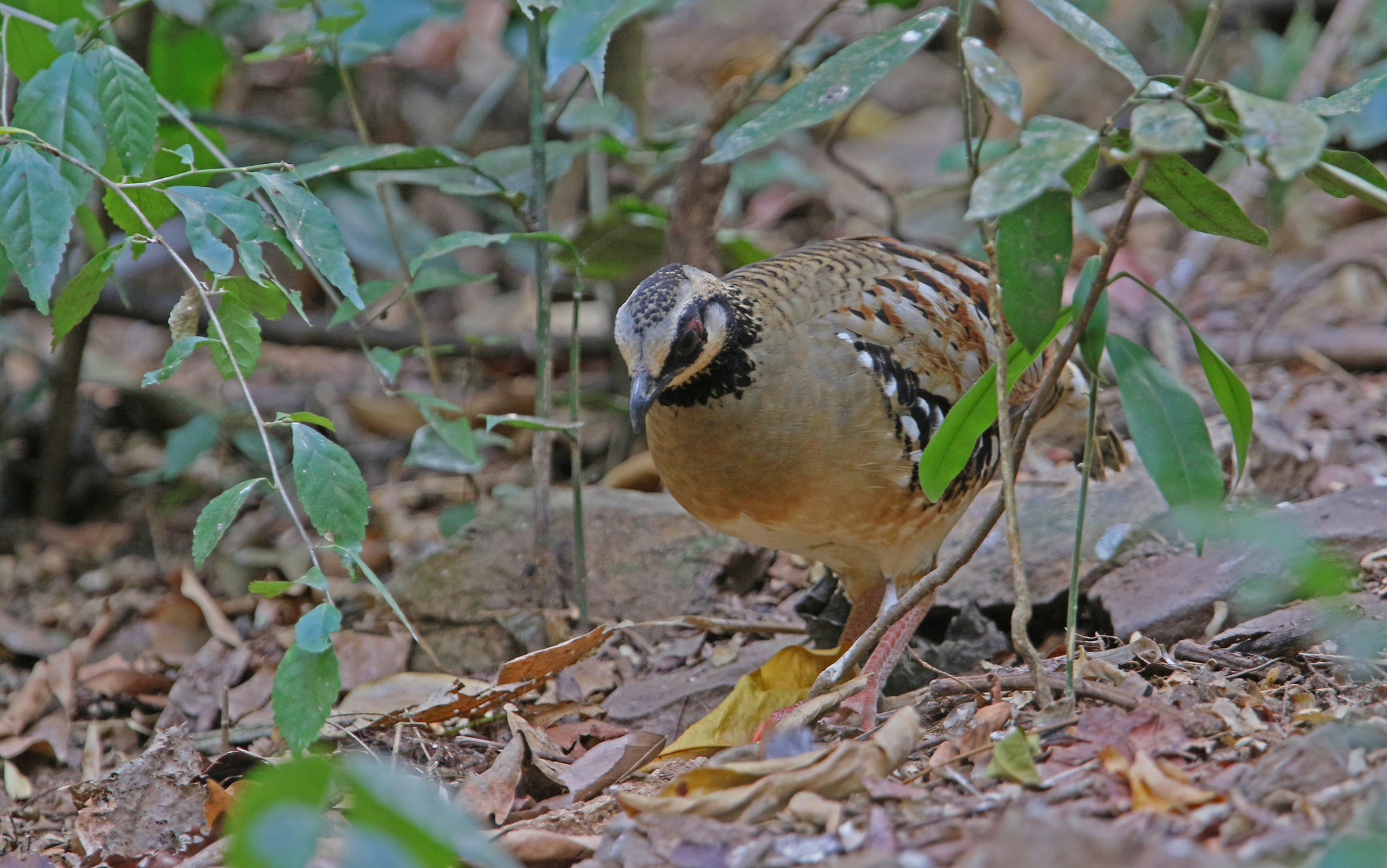 Bar-backed Partridge