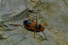 Diachromus germanus