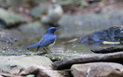 Cyornis sumatrensis