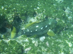 Camotillo Sand Bass photo 2