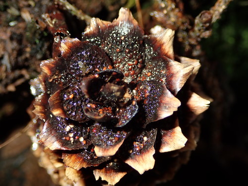 Cherry-Spruce Rust