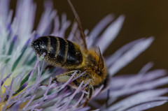 Apis mellifera