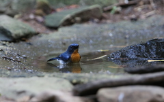 Cyornis sumatrensis