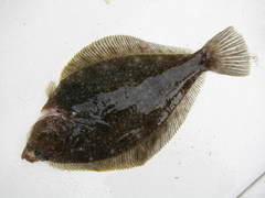 Limanda aspera