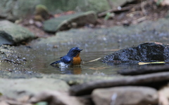 Cyornis sumatrensis