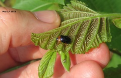 Plagiosterna adamsii