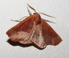 Drepanogynis cnephaeogramma