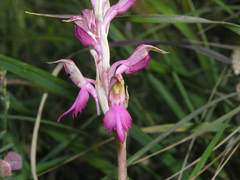 Anacamptis sancta