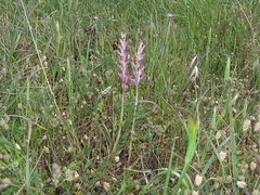 Anacamptis sancta