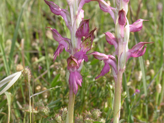 Anacamptis sancta