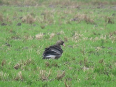 Anser albifrons albifrons