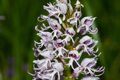 Orchis simia simia