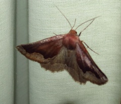 Drepanogynis ectoglauca