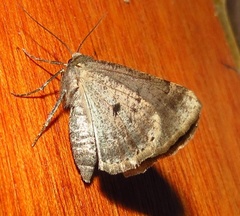 Drepanogynis ectoglauca