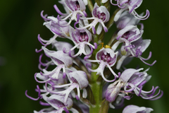 Orchis simia simia