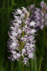 Orchis simia simia