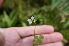 Cardamine dolichostyla