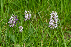Orchis simia simia