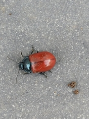 Melasomoptera