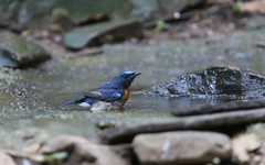 Cyornis sumatrensis