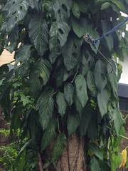 Monsteroideae