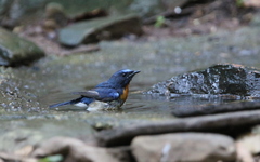 Cyornis sumatrensis