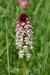 Neotinea ustulata ustulata