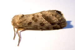 Triodia amasinus