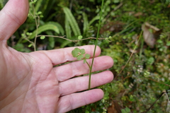 Cardamine dolichostyla