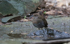 Rallina eurizonoides