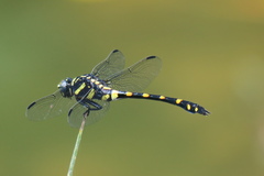 Ictinogomphus decoratus