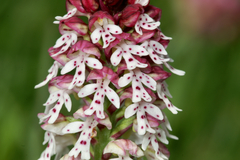 Neotinea ustulata ustulata