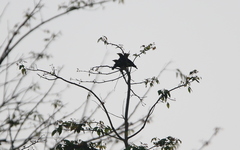 Ampeliceps coronatus