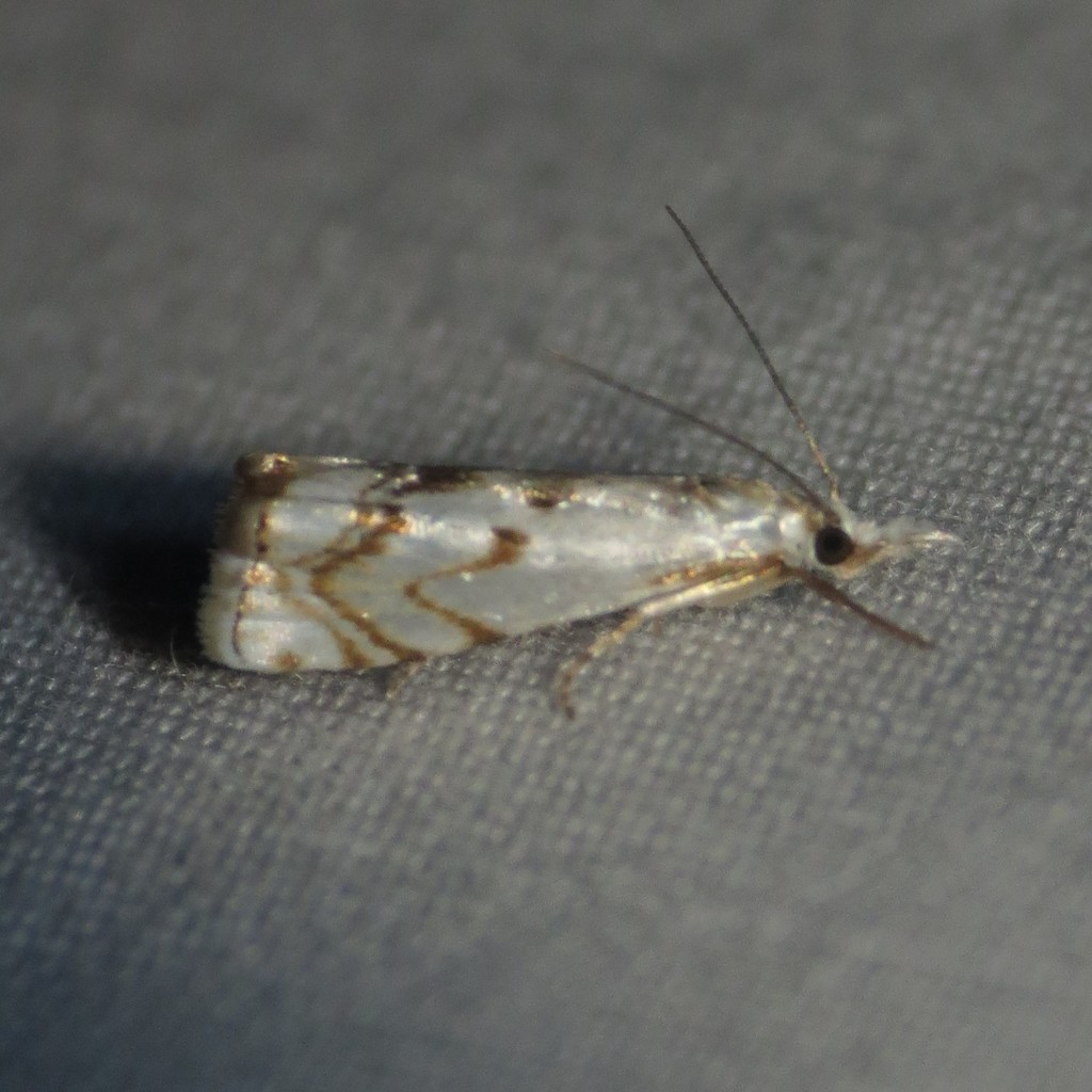 Microcrambus copelandi