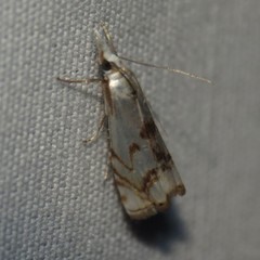 Microcrambus copelandi