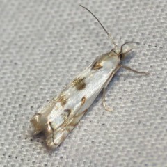 Microcrambus copelandi