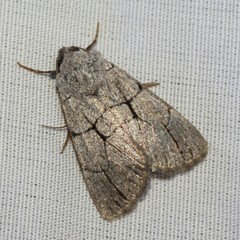 Sympistis ragani
